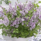 Meyer lila: crvena pixie, jose, tinkerbell, flowerfesta roza, flowe...